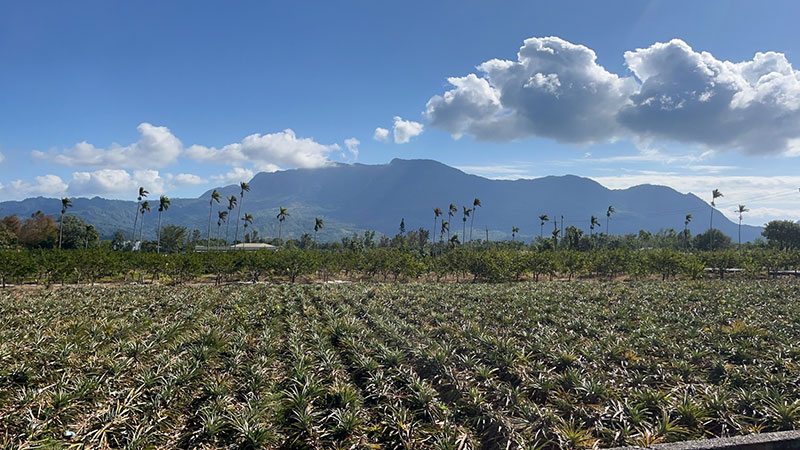 鹿野鄉的鳳梨田-鳳梨很甜 A view for pineapple field in LuYe county